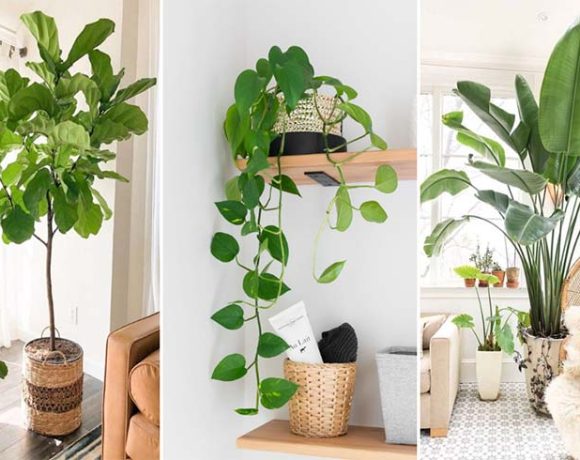 Plants