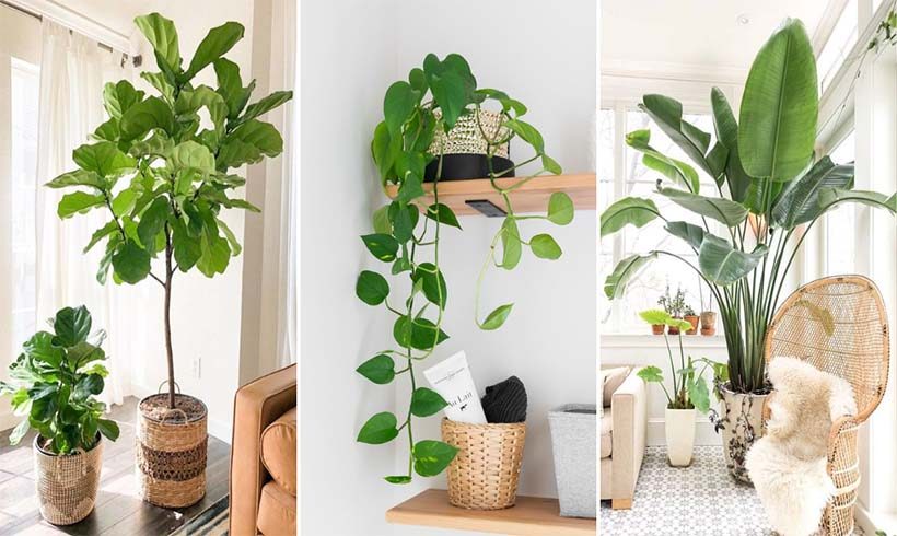 Plants
